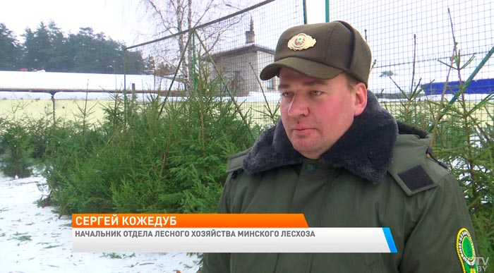 «Большой ассортимент новогодних деревьев». Какие цены на ёлочных базарах в Минске?-1