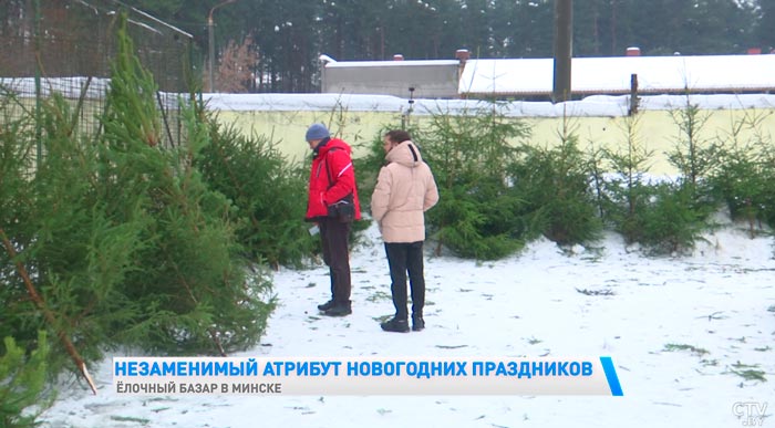 «Большой ассортимент новогодних деревьев». Какие цены на ёлочных базарах в Минске?-7