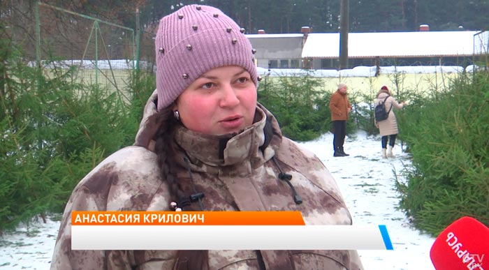 «Большой ассортимент новогодних деревьев». Какие цены на ёлочных базарах в Минске?-4