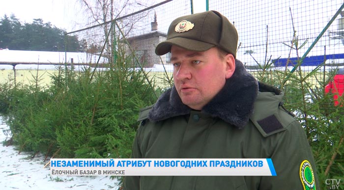 «Большой ассортимент новогодних деревьев». Какие цены на ёлочных базарах в Минске?-10