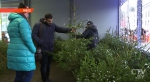 70 тысяч елей и сосен продали лесхозы Беларуси перед Новым годом