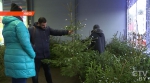 Какие новогодние деревья чаще всего покупают белорусы?