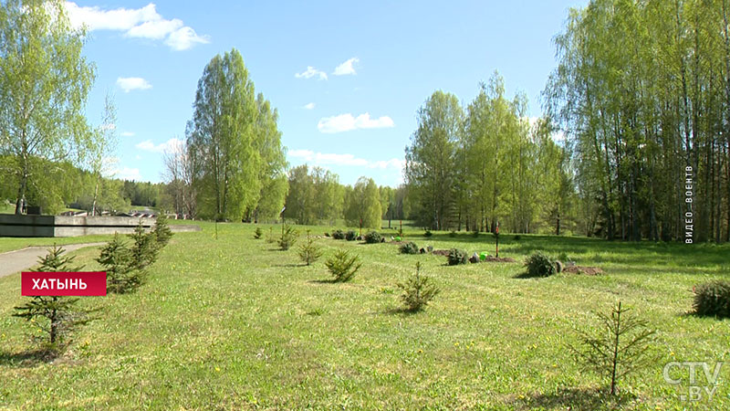 Память о тех днях живёт и сегодня. В Хатыни военнослужащие и ветераны Вооружённых Сил высадили еловую аллею-1