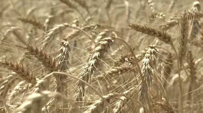 Еврокомиссия запретила экспорт зерна из Украины в 5 стран Восточной Европы-1
