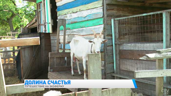 Можно попробовать домашний сыр и погладить животных. Чем заняться туристу на семейной экоферме в Подолянах?-16