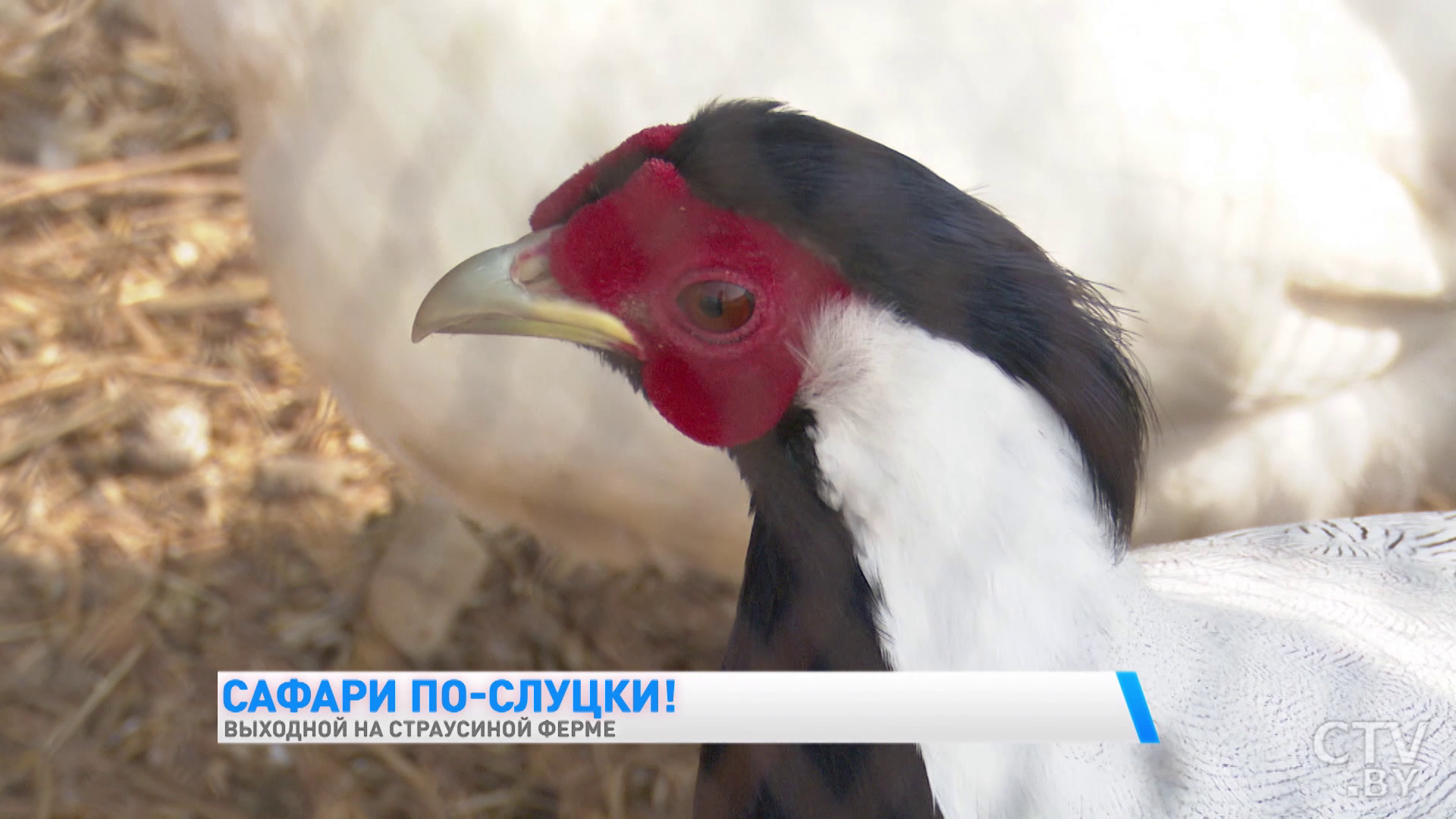 «Это самая большая птица в мире, живёт до 70 лет». Экскурсия по страусиной ферме под Слуцком-34