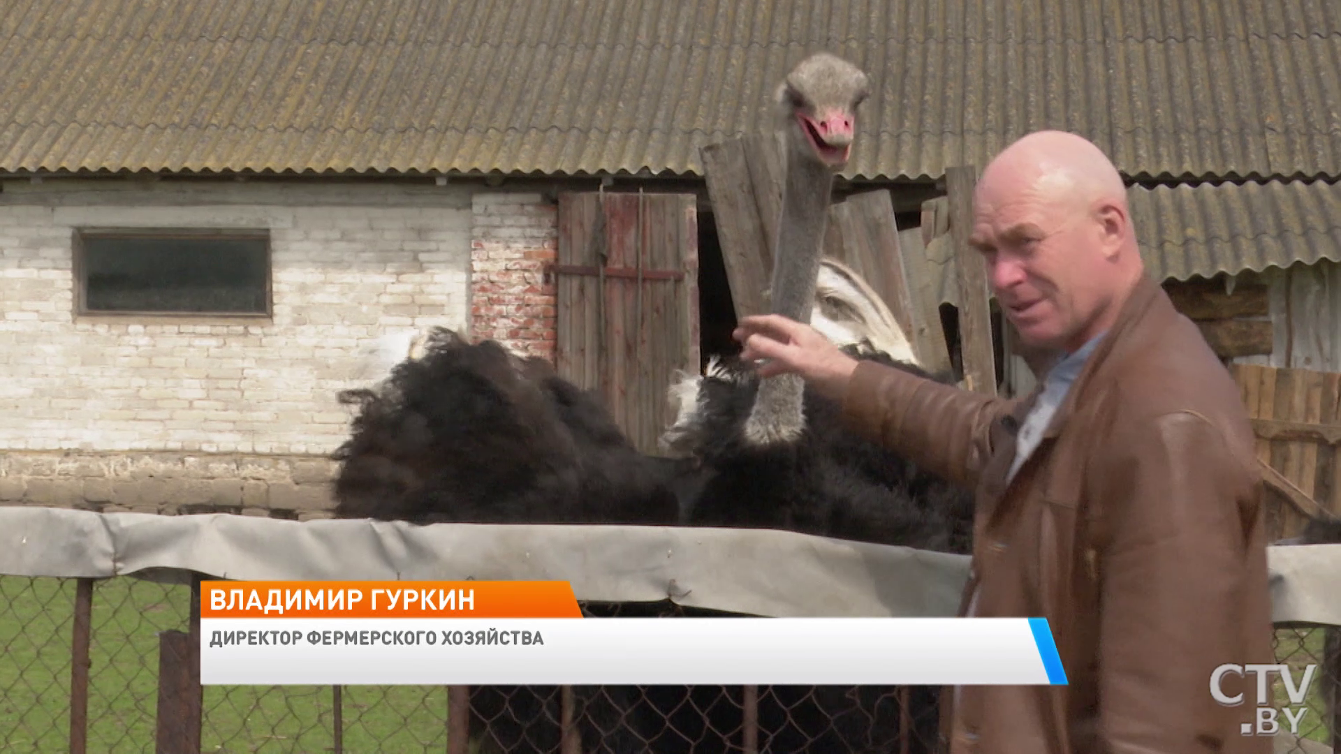 «Это самая большая птица в мире, живёт до 70 лет». Экскурсия по страусиной ферме под Слуцком-1