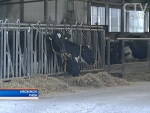 Несвижский район второй год лидирует по продуктивности дойного стада