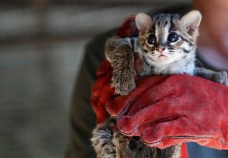Принял детёнышей леопарда за котят и приютил их. Фермер случайно взял домой диких животных
