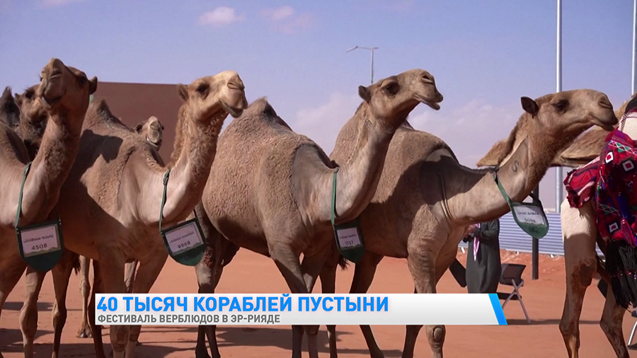 40 тысяч верблюдов в одном месте. Вот как прошёл фестиваль в Саудовской Аравии-4