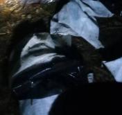 Три жителя Брестского района подозреваются в незаконной охоте на зубра