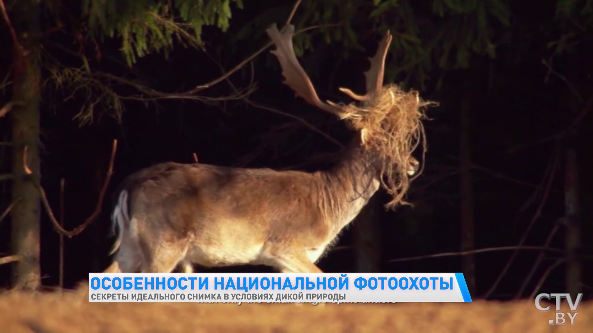 «У меня есть кадр, когда оленуха целует оленя! Я даже не думал, что такое возможно». Фотограф – об уникальных кадрах-19