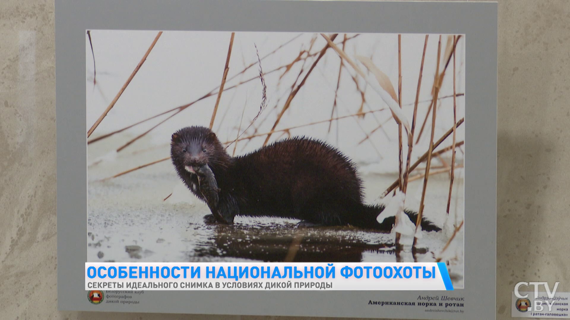 «У меня есть кадр, когда оленуха целует оленя! Я даже не думал, что такое возможно». Фотограф – об уникальных кадрах-13