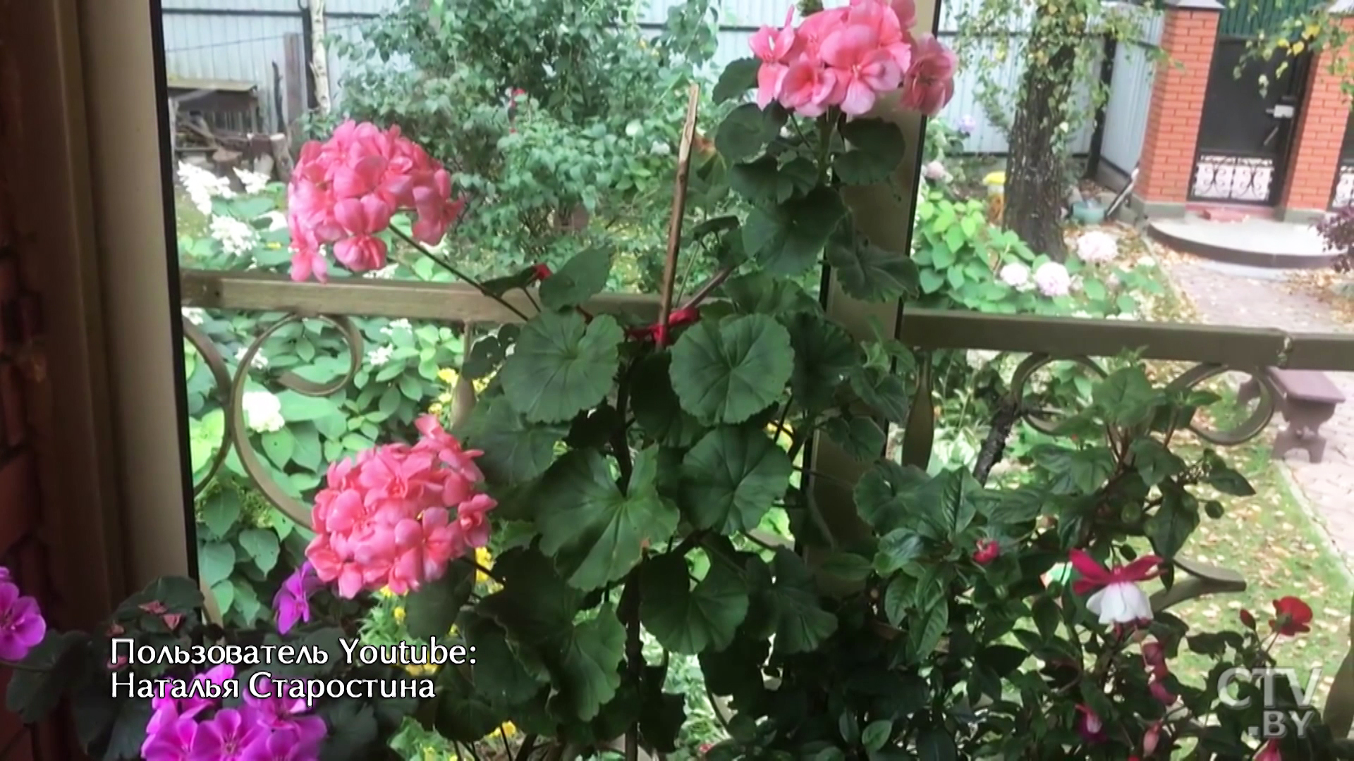 Герань любит яркий свет, умеренный полив: как правильно ухаживать за растением-1 Герань любит яркий свет, умеренный полив: как правильно ухаживать за растением-1
