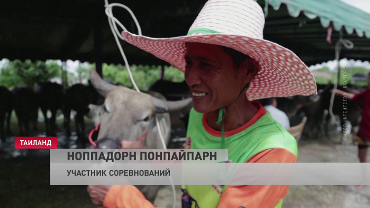 В Таиланде провели гонку буйволов в честь старта сезона выращивания риса-1