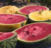 Содержание нитратов намного ниже. Почему белорусские арбузы вкуснее импортных?