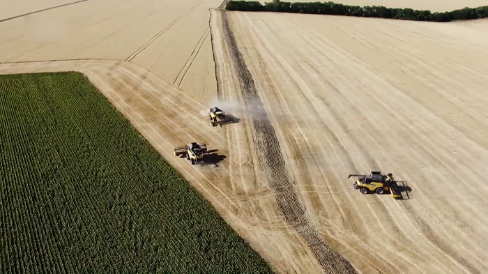 Египет разорвал контракты на покупку 240 тыс тонн украинской пшеницы