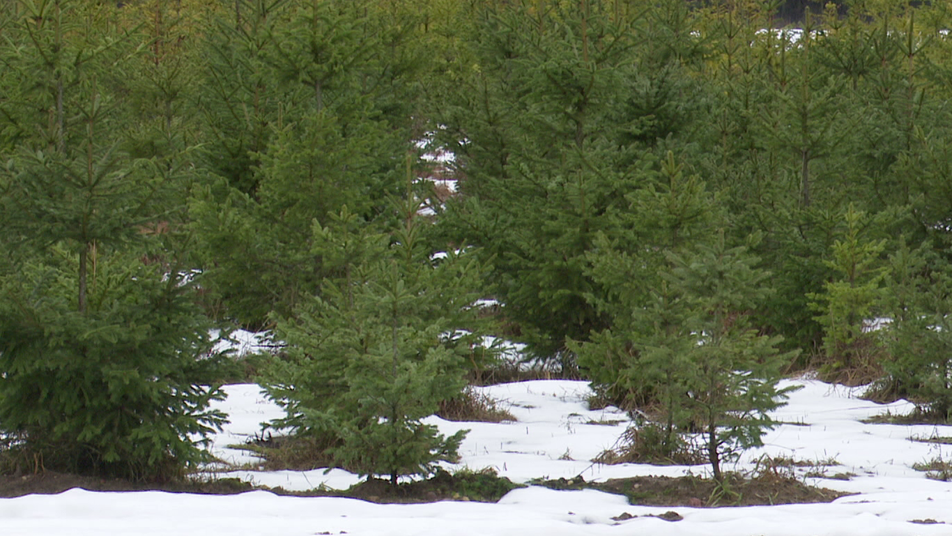 Породы неприхотливые. В питомнике рассказали, как правильно выращивать сосны и ели