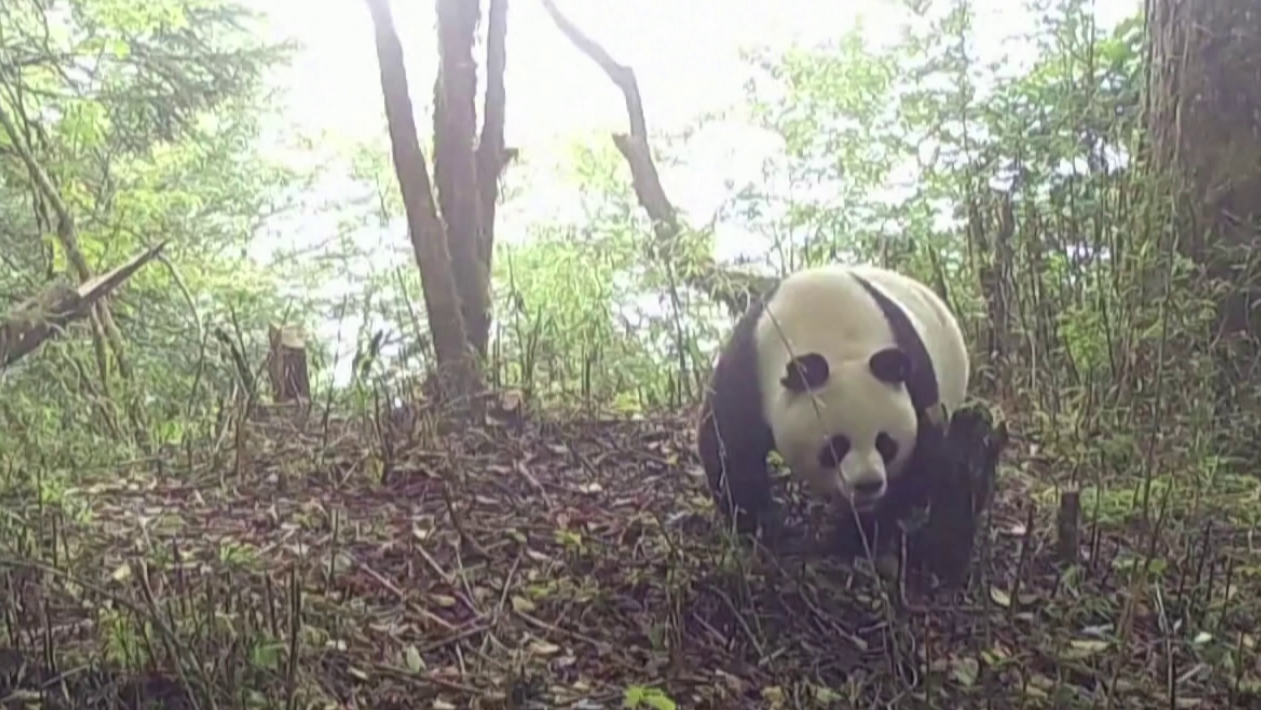 В китайском заповеднике поставили фотоловушки. Панда раздумывала полдня, стоит ли ей сделать селфи