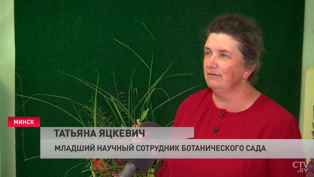 Редкие сорта и садовая классика. В Минске пройдёт выставка гладиолусов-4