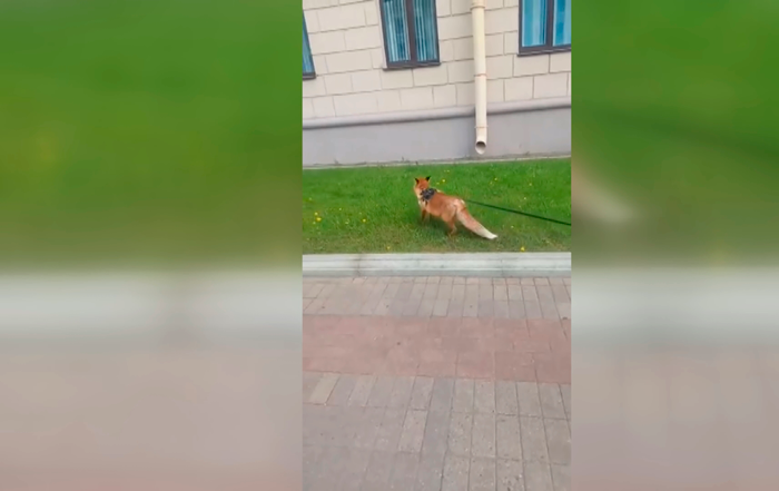 Мужчина выгуливал лису в центре Минска. Вот как это выглядело