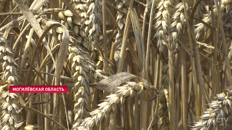 На замену итальянским макаронам. Какие агроэксперименты проводят студенты Белорусской сельхозакадемии-1