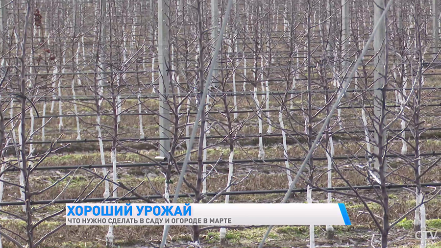 Побелить деревья и проверить на повреждения. Что сделать в марте в саду, чтобы получить хороший урожай?-4