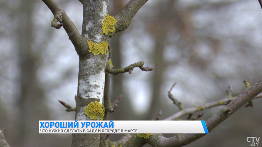 Побелить деревья и проверить на повреждения. Что сделать в марте в саду, чтобы получить хороший урожай?-7