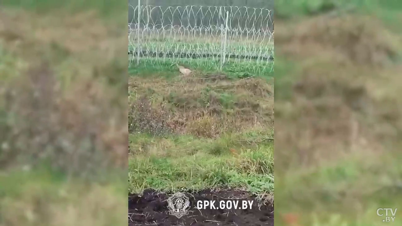 В колючей проволоке на литовско-белорусской границе погибли лось и косуля-1