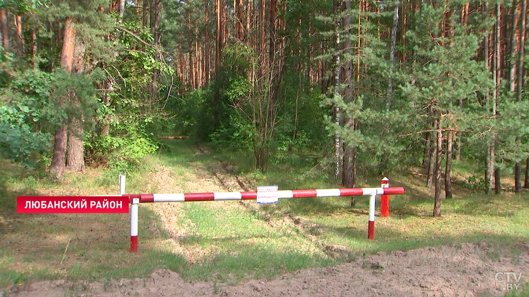 Грибников и ягодников просят повременить. В Минской области вновь ввели ограничения на посещение лесов-7