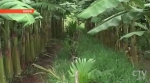 Эксперты ООН: Земля может остаться без бананов из-за грибка