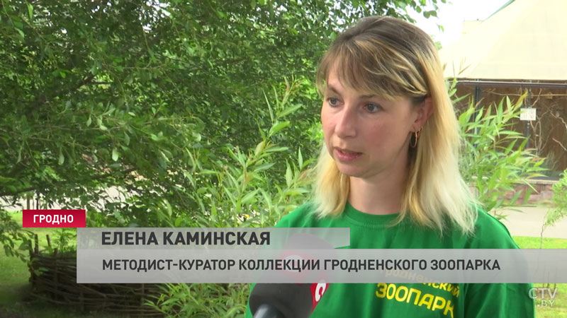 8 лет ждали потомства. В Гродно вылупился птенец грифа-4