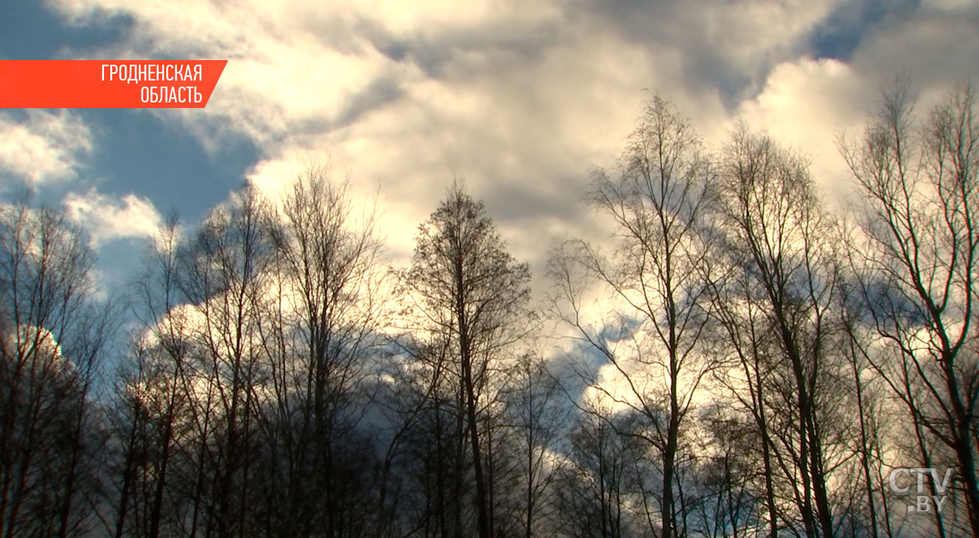 В Гродно в январе расцвели маргаритки и розы: фотофакт-6