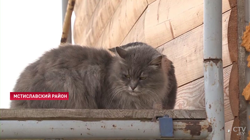 «Прожил жизнь в квартире, но сейчас туда не загонишь». Семья могилевчан променяла город на деревенскую жизнь-8