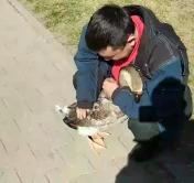 Ласковый гусь гуляет по Уручью и пристаёт к прохожим. Видеофакт