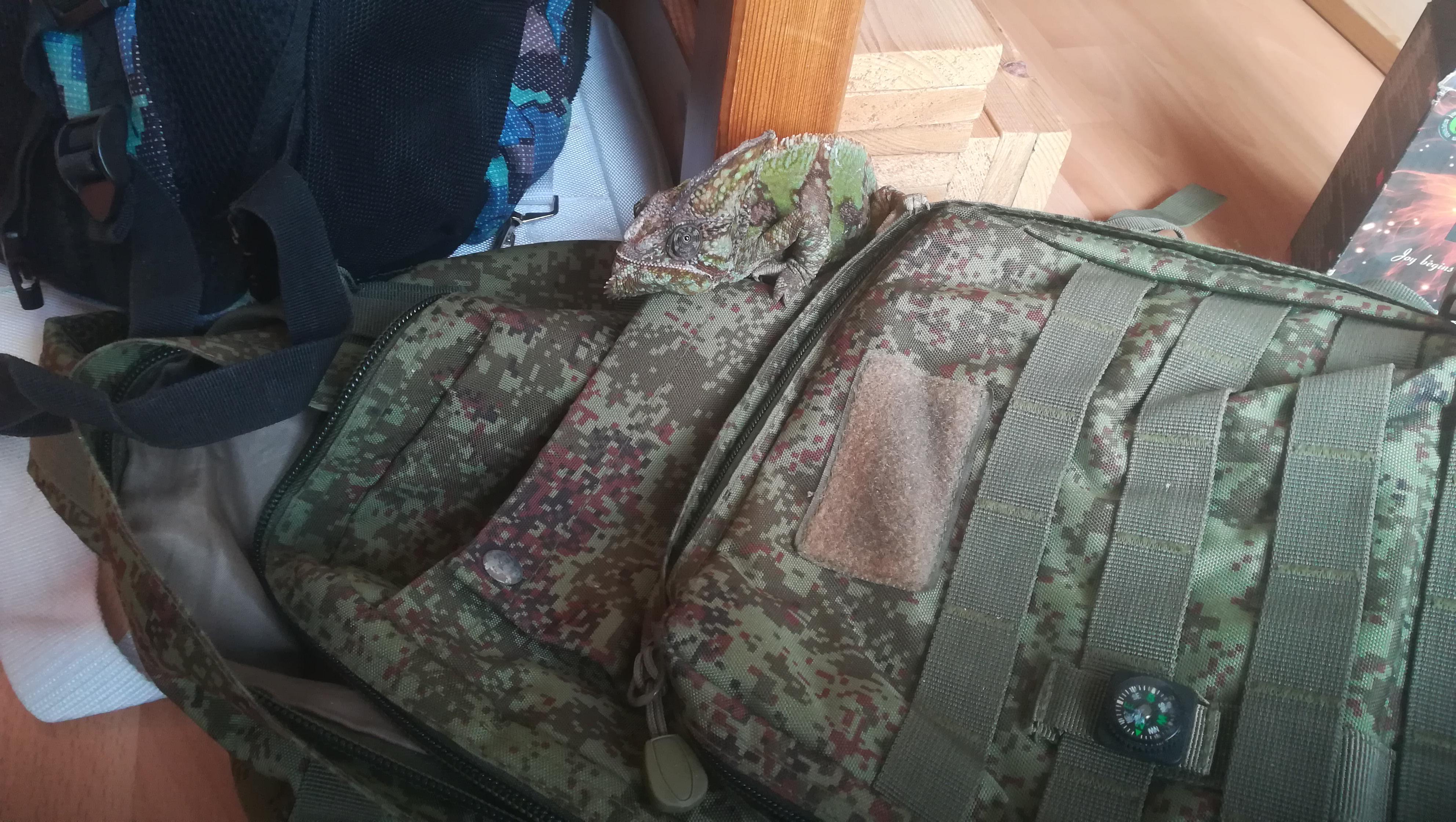 Мастер маскировки. Парень показал своего питомца, но люди увидели только рюкзак