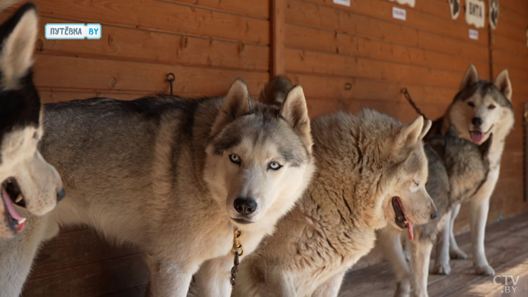 Сибирская банда разбивает сердца. Где можно побывать на хаски-терапии?-4