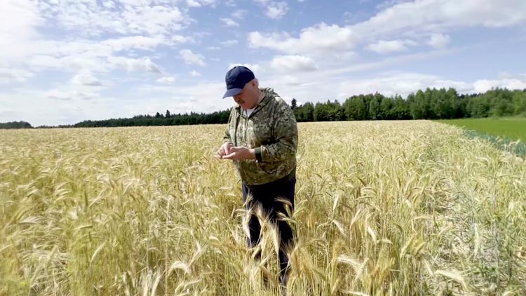 «Химию здесь нельзя применять!» Лукашенко посетил экспериментальные поля и оценил состояние культур-10