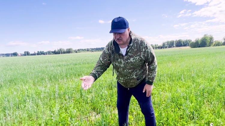 «Химию здесь нельзя применять!» Лукашенко посетил экспериментальные поля и оценил состояние культур-16