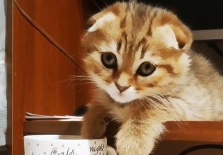 Кусать или не кусать – вот в чём вопрос. Хозяева котов рассказали о своих питомцах