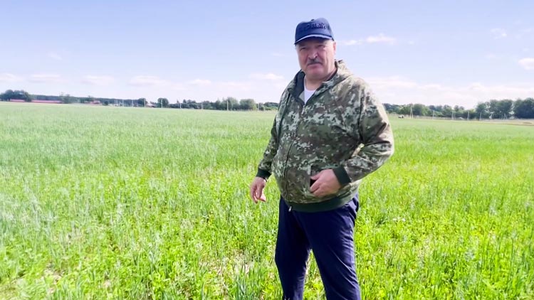 «Химию здесь нельзя применять!» Лукашенко посетил экспериментальные поля и оценил состояние культур