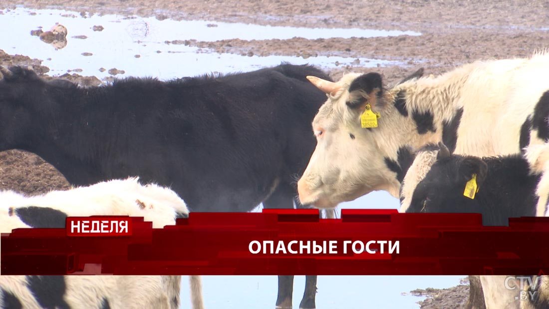 Чего боятся в деревне под Браславом и каково это – болеть коронавирусом во время беременности? Анонс программы «Неделя»-3