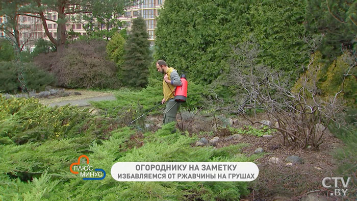 Обрезаем чёрную смородину: зачем и как? Советует Иван Русских