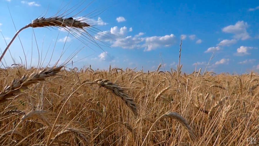 «Продукция премиум-класса». Почему надпись «из твёрдых сортов» на пачке макарон важна для потребителя? -10