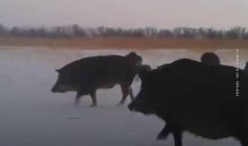К рыбакам в Ленинградской области пришли кабаны. Пришлось делиться уловом
