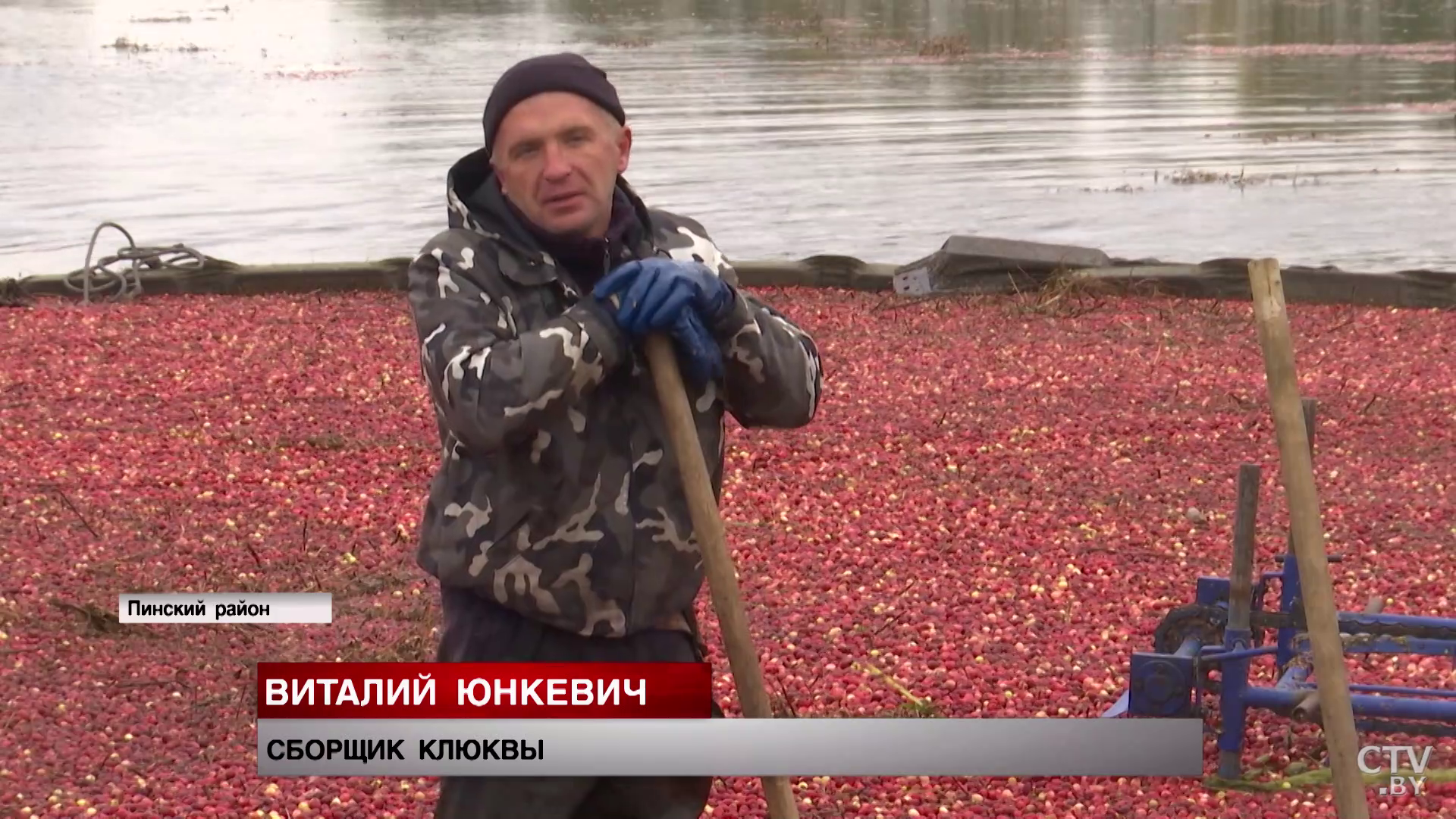 Её нужно стянуть в одно большое «сердце». Как на Полесье собирают клюкву?-10