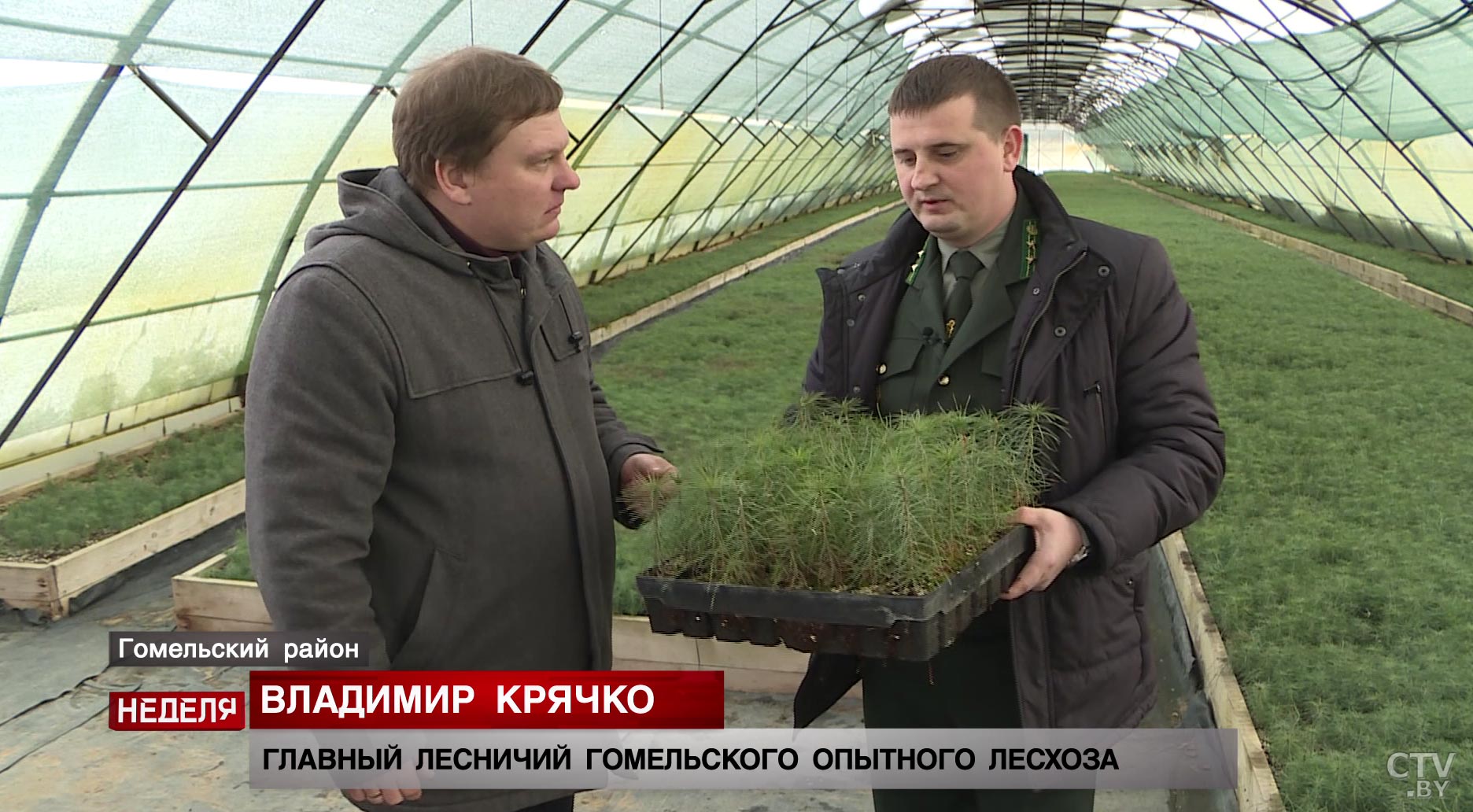 Ставка на рассаду с закрытой корневой системой. А вы знали, как происходит возобновление леса?-7