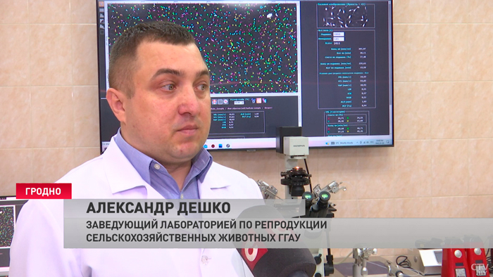 «Вашему вниманию – тёлка, полученная путём трансплантации эмбрионов». В Беларуси разводят коров «из пробирки»-19