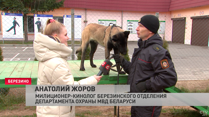 «Собаки даже немного обидчивые». Для каких задач кинологи готовят животных?-4