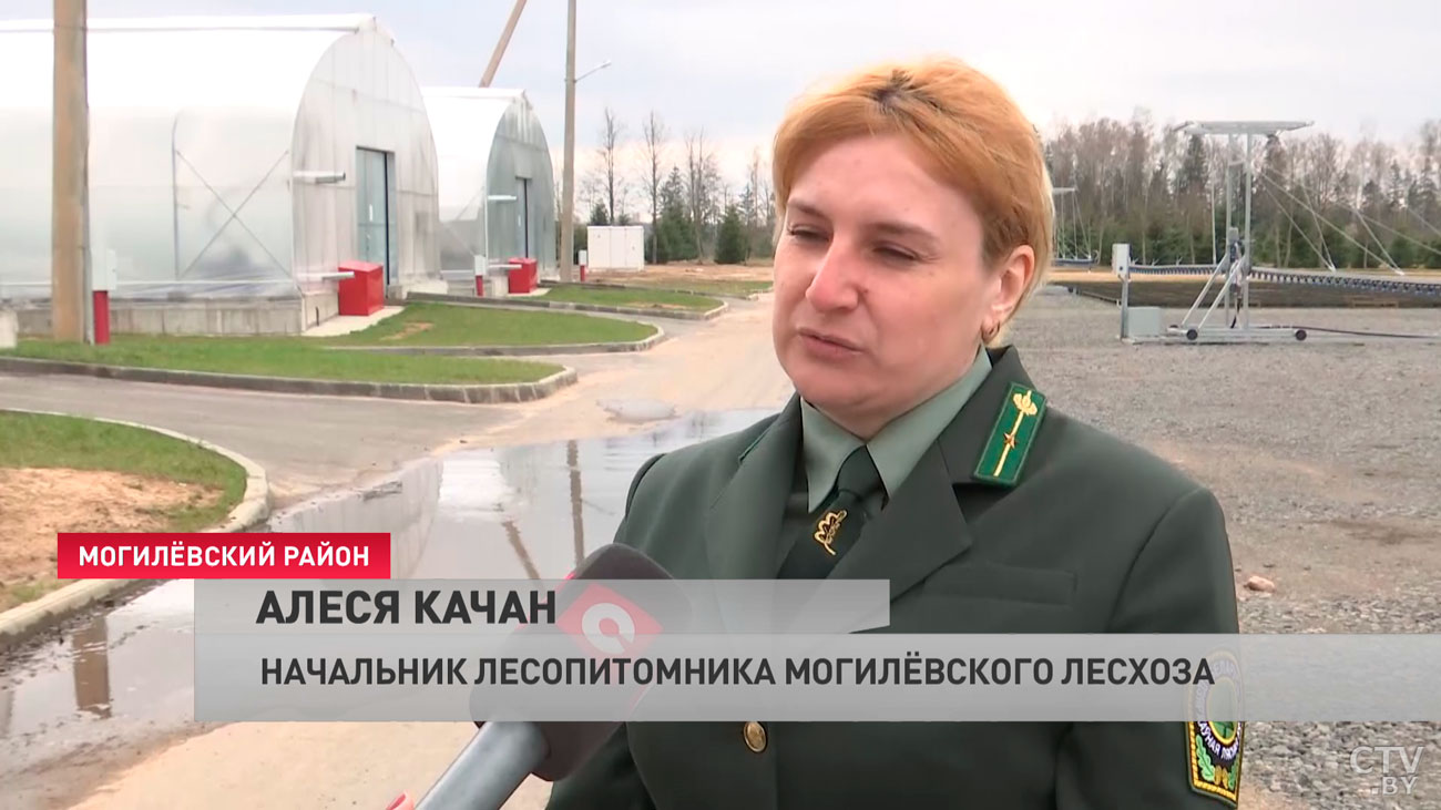 Планируют вырастить почти 4 млн растений. Как в Могилёвском районе работает фабрика по производству леса?-19